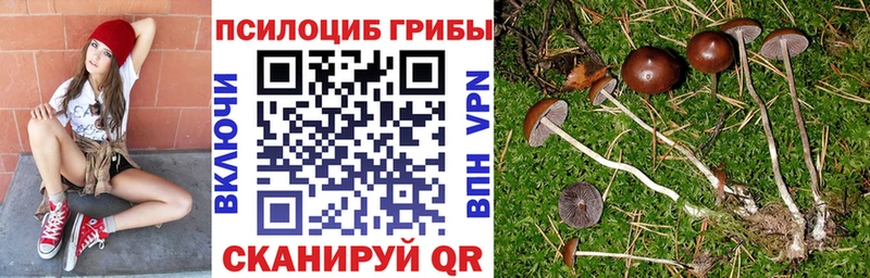 Псилоцибиновые грибы Psilocybe  Грязовец 